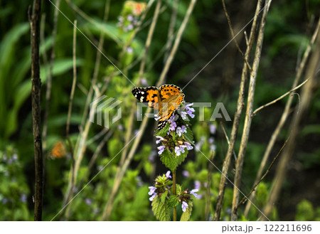 butterfly on a flower butterfly on a flower 122211696
