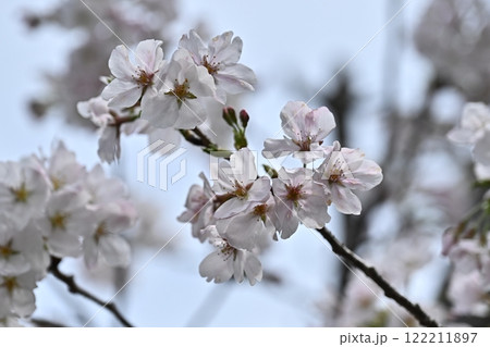 サクラ　Cherry Blossom 122211897