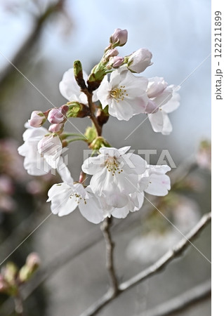 サクラ　Cherry Blossom 122211899