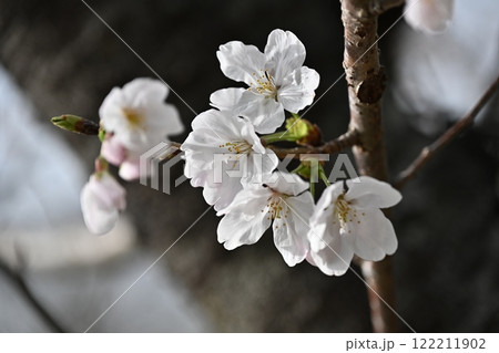 サクラ　Cherry Blossom 122211902