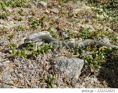 A common grass snake resting among rocks and greenery in a natural habitat during daylight hours 122212821
