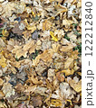 Colorful autumn leaves blanket the ground in a forested area during peak foliage season. Vertical background 122212840