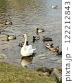 A graceful swan gliding on a calm pond surrounded by ducks during a serene afternoon 122212843