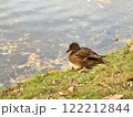 A brown duck resting by the water's edge on a calm autumn day near a serene pond 122212844