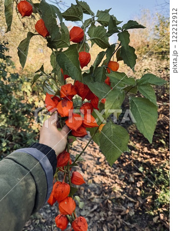 Female hand holding a big bouquet of fresh physalis branches. Ripe alkekengi plant for eating or floristic art compositions 122212912