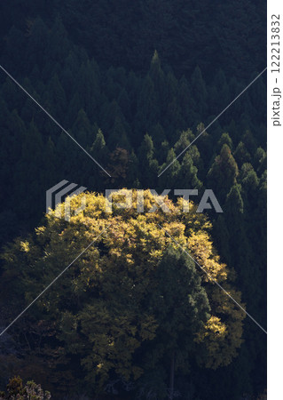 鞍馬山の樹 122213832