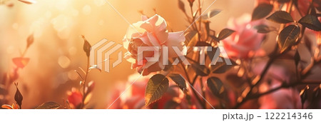 Soft illuminated roses glowing in warm sunlight in a serene garden atmosphere 122214346