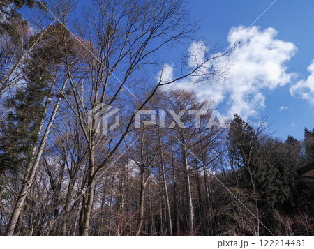 冬空に広がる青空と落葉した木々の風景 122214481