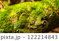 苔生す倒木のクローズアップ 122214843