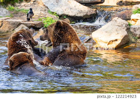Wild brown bear ursus arctos Wild brown bear ursus arctos 122214923