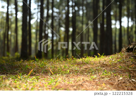 Scattered leaves and grass on the forest floor with soft sunlight streaming through the trees Scattered leaves and grass on the forest floor with soft sunlight streaming through the trees 122215328