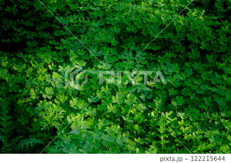 Green Clover Plants in Full Bloom Serene Nature Background with Ample Space for Text or Design 122215644