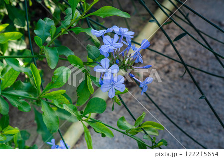 Close Up of Blue Plumbago Flowers on a Green Branch Close Up of Blue Plumbago Flowers on a Green Branch 122215654