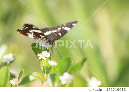 春の野の蝶々イチモンジチョウ 春の野の蝶々イチモンジチョウ 122216018