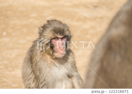 ニホンザル　嵐山モンキーパークいわたやま 122216071