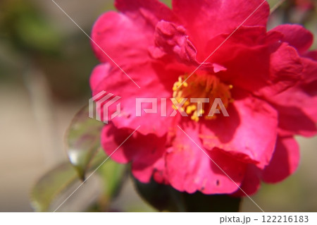赤い山茶花の花 122216183