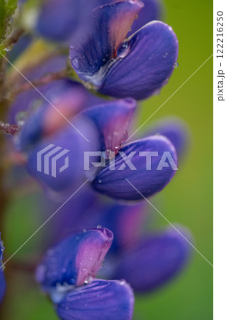 Small purple flower on green grass background. Close-up Small purple flower on green grass background. Close-up 122216250
