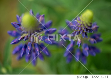 Small purple flower on green grass background. Close-up Small purple flower on green grass background. Close-up 122216251