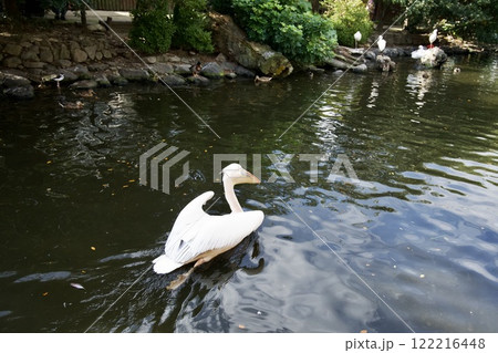 神戸どうぶつ王国のモモイロペリカン 122216448