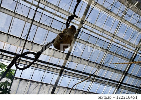 神戸どうぶつ王国〜フタユビナマケモノ〜 122216451