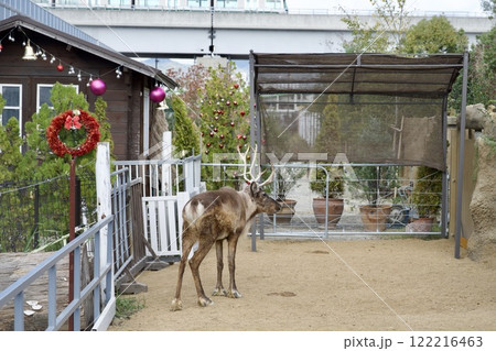 神戸どうぶつ王国のトナカイ 神戸どうぶつ王国のトナカイ 122216463