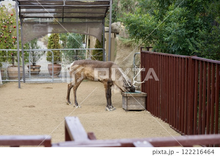 神戸どうぶつ王国のトナカイ 122216464