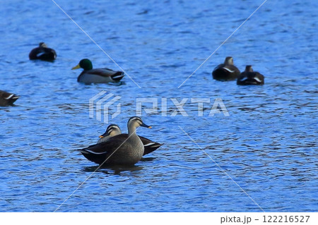 冬の干潟で泳ぐ鴨の群れ 122216527