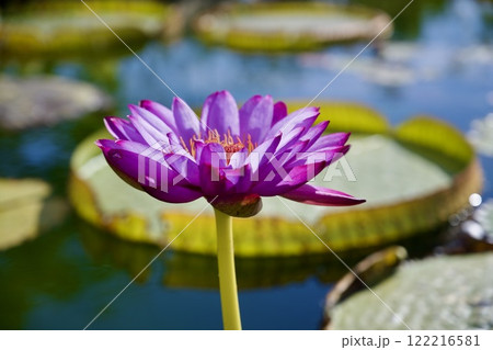 神戸どうぶつ王国の睡蓮 122216581