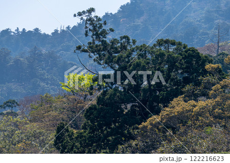 屋久島白谷雲水峡の春(4月)春の日差しに映える山桜と新緑 屋久島白谷雲水峡の春(4月)春の日差しに映える山桜と新緑 122216623