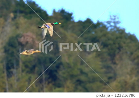 飛翔するつがいのマガモ 122216790