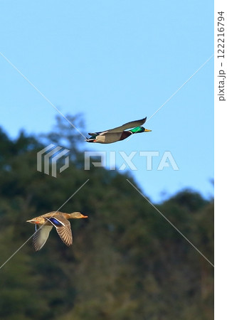 飛翔するつがいのマガモ 122216794