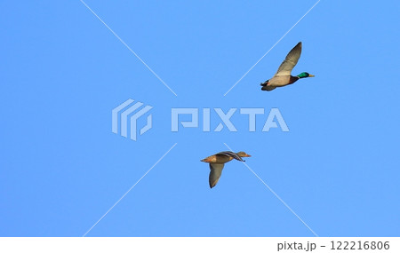 飛翔するつがいのマガモ 122216806