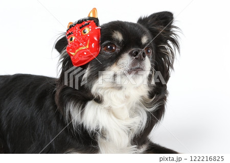 節分のお面をつけた黒いチワワと豆まきの様子 122216825