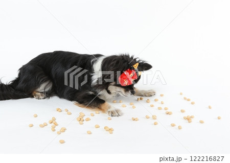 節分のお面をつけた黒いチワワと豆まきの様子 122216827