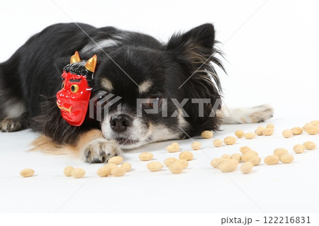 節分のお面をつけた黒いチワワと豆まきの様子 122216831