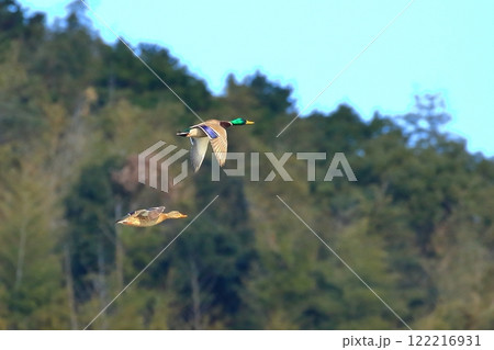 飛翔するつがいのマガモ 122216931