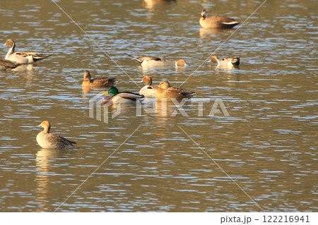 冬の干潟で泳ぐ鴨の群れ 122216941