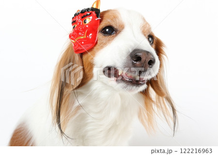 節分のお面をつけた犬が鬼の顔をする 節分のお面をつけた犬が鬼の顔をする 122216963