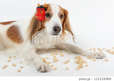 節分のお面をつけた犬と豆まきの風景 節分のお面をつけた犬と豆まきの風景 122216968
