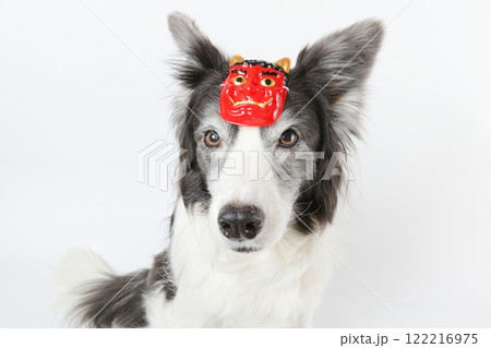 鬼のお面をかぶったボーダーコリーのアップ写真 122216975