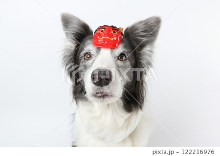 鬼のお面をかぶったボーダーコリーのアップ写真 122216976
