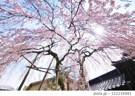 しだれ桜 122216981