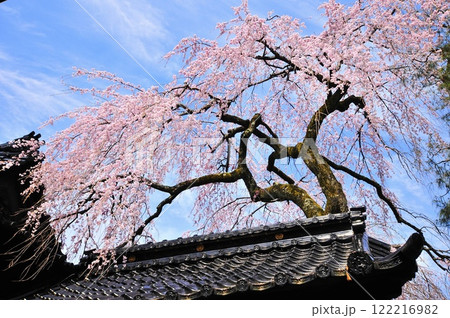 しだれ桜 しだれ桜 122216982