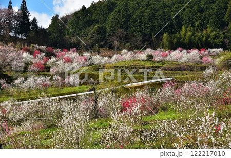 日本の田舎　高知県越知町野老山　過疎地の山肌を染めて咲きそろう美しい花桃 122217010