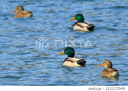 冬の干潟で泳ぐ鴨の群れ 冬の干潟で泳ぐ鴨の群れ 122217049