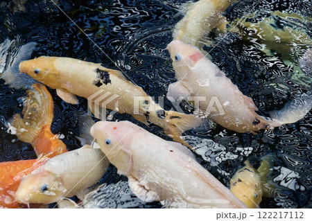みなとやま水族館の鯉（兵庫県神戸市） 122217112