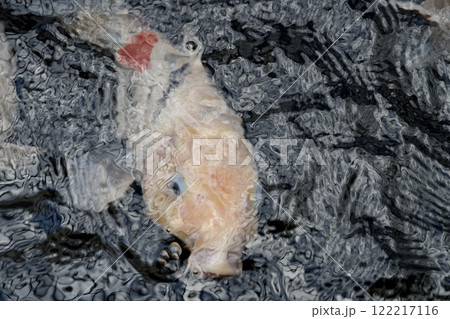 みなとやま水族館の鯉（兵庫県神戸市） 122217116