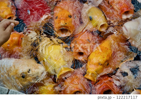 みなとやま水族館の鯉（兵庫県神戸市） 122217117