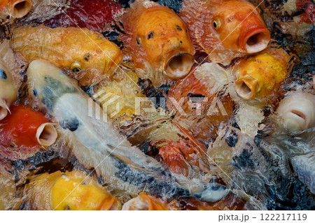 みなとやま水族館の鯉（兵庫県神戸市） 122217119