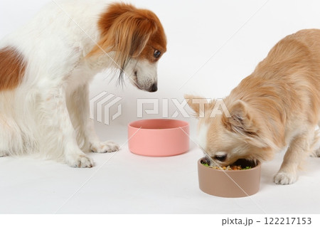 仲良く並んでご飯を食べるチワワとコーイケルホンディエ 122217153